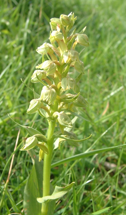 Coeloglossum viride